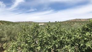 Dehesilla Olive Orchard Retreat
