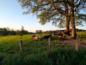 Francorchamps studio 8