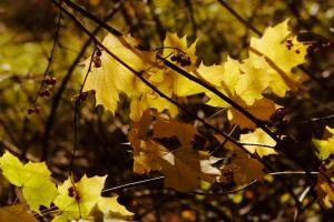 Luxurious sky loft with giant soaker tub, steam room, views