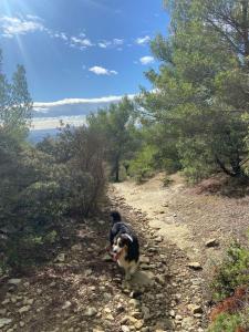 Maisons de vacances Vacances face au Luberon : photos des chambres