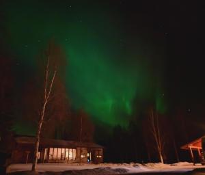 Arctic Fox Rovaniemi