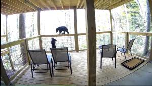 Bear Suite - King Bed Cabin Apartment