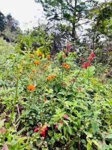 Bella vista Ceci B1 - San Mateo