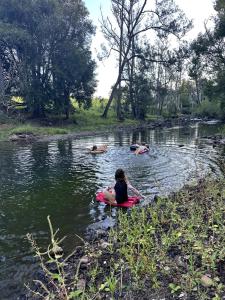 Black Cockatoo Tyalgum