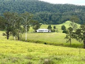 Black Cockatoo Tyalgum