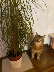 AffittaCamere CasaRosa