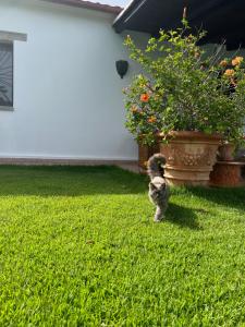 Villa Peditoltu img23