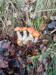 На Березові