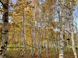 Drewniany dom w brzozowisku