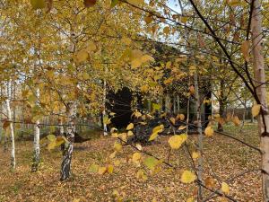 Drewniany dom w brzozowisku