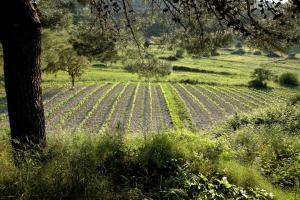 Lithies Farm Houses Zakynthos Greece