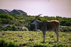 Zebra Views - Romansbaai Luxury Retreat