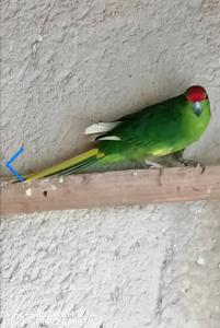 B&B / Chambres d'hotes Chambre hotes les oiseaux : photos des chambres