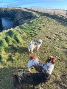 Cois na Mara Eire code V15 T677