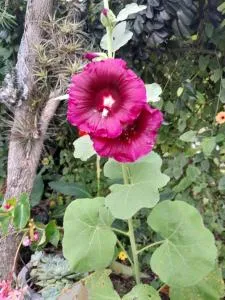 Chez Françoise - Le Cap