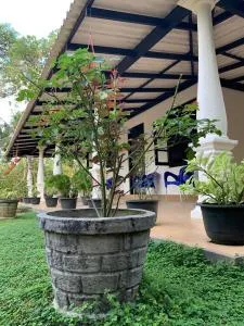 Cinnamon Garten - Ampegama