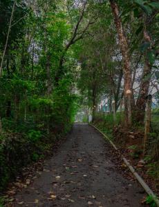 Pine Escape By Cluster Cloud