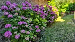 Etrusca House - Molezzano