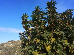 Villa Lazzarini Appartamento Rosella