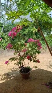 Oranjelaan 51 - Paramaribo