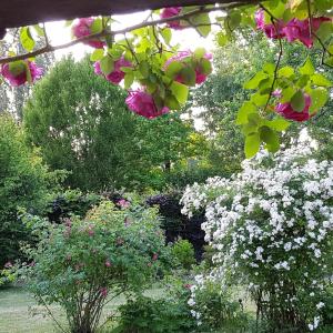 Maisons de vacances gite au jardin de grand-pere : photos des chambres