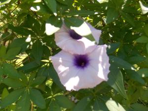 La cabañita de Maco