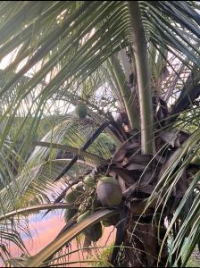 In the Tropics by the Sea