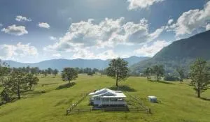 Black Cockatoo Tyalgum - Grevillia