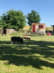 Landhof Lieg - Tierische Auszeit in unseren gemütlichen Ferienwohnungen