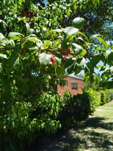 Cabaña Lo de Olivia