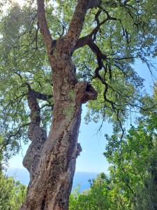 182 - Casa degli Ulivi Cavi di Lavagna, 50metri dal mare e dalle spiagge
