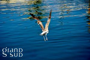 LE MATHILDE - Appart 1 chambre Vue dégagée proche de la plage avec parking