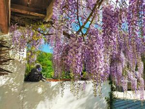 B&B / Chambres d'hotes les Didascalies : photos des chambres