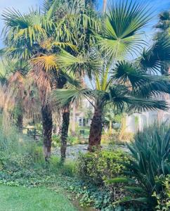 Pájaro Cantor Hoyo 16