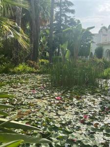 Pájaro Cantor Hoyo 16