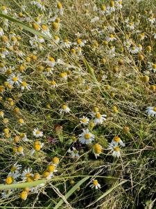 Red Wooden Cabin In Småland With Unexplored Forest