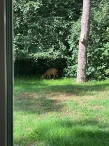 Home In The Woods Near Lille Kregme