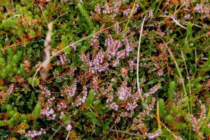 Family Summer House Close To The North Sea