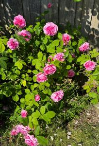 Family-Friendly Summer House Near The Beach