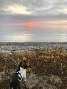 70S Oasis Near Water In Mols Bjerge