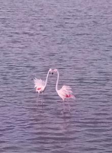 Mare Sole Vento 38A Punta Prosciutto