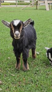 Recreatiedomein Warredal - The Lodge