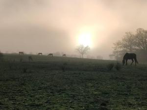 Évasion champêtre : Gîte rénové avec animaux acceptés - FR-1-489-561