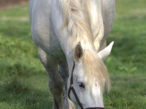 Évasion champêtre : Gîte rénové avec animaux acceptés - FR-1-489-561