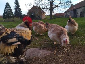 Évasion champêtre : Gîte rénové avec animaux acceptés - FR-1-489-561