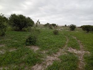 Savuti Mobile Camping Safaris