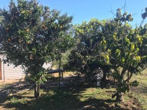 Oasis in the mountain, Quebrada Alvarado, Olmué