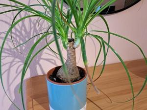 Appartements Appartement cosy pres de la plage avec balcon, Wi-Fi et parking – Saint-Jean-de-Monts - FR-1-323-508 : photos des chambres