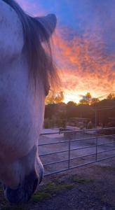 Pferdegut Falkenberg Ferienwohnung