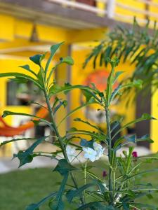 Pousada Cordel de Itaúnas